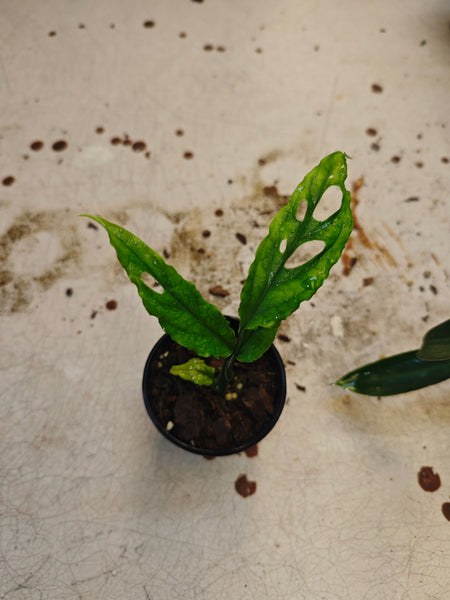 Monstera Obliqua Peru