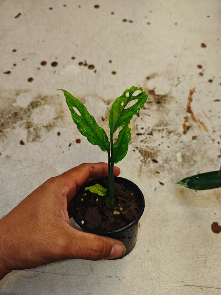 Monstera Obliqua Peru
