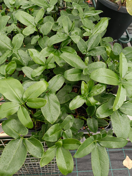 Philodendron goeldii