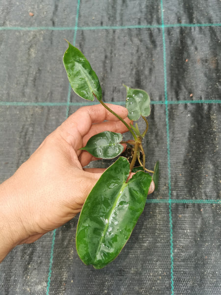 Philodendron billietiae