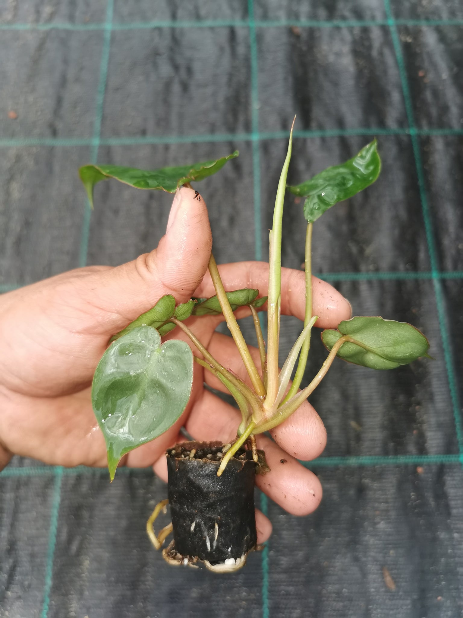 Philodendron billietiae
