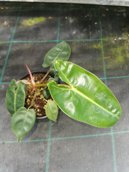 Philodendron billietiae