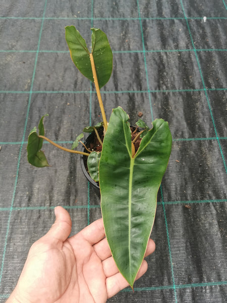 Philodendron billietiae