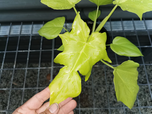 Philodendron warscewiczii 'flavum'